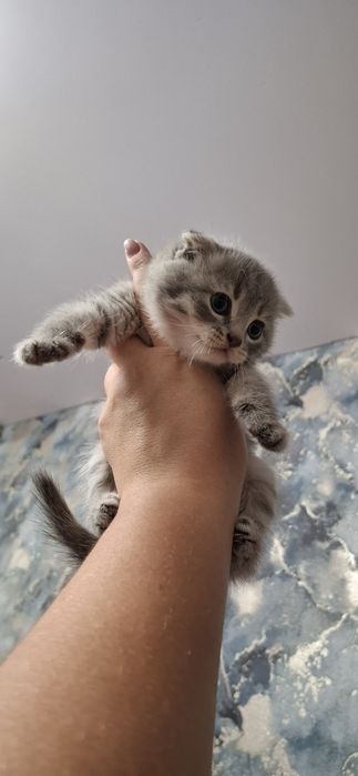 Шотландские вислоухие котята