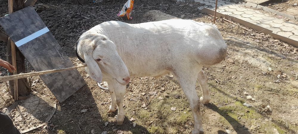 Arashan qochqor zotga sotiladi