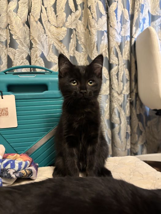 Отдам котенка в хорошие руки,чисто черная кошечка 3 месяца