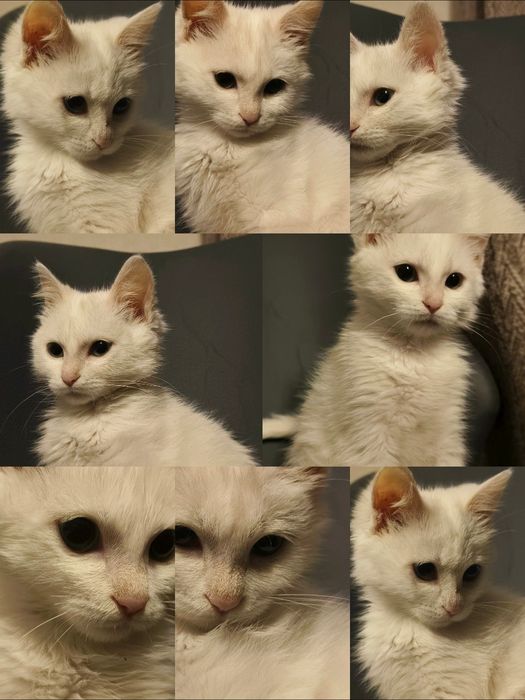 Turkish angora 5 oylik
