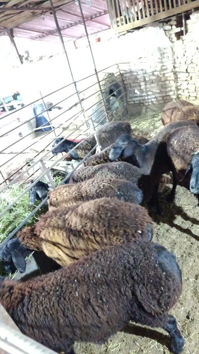 Qassob xizmati  jivoy vesiga 85.000 mingdan 90.000 mingachen