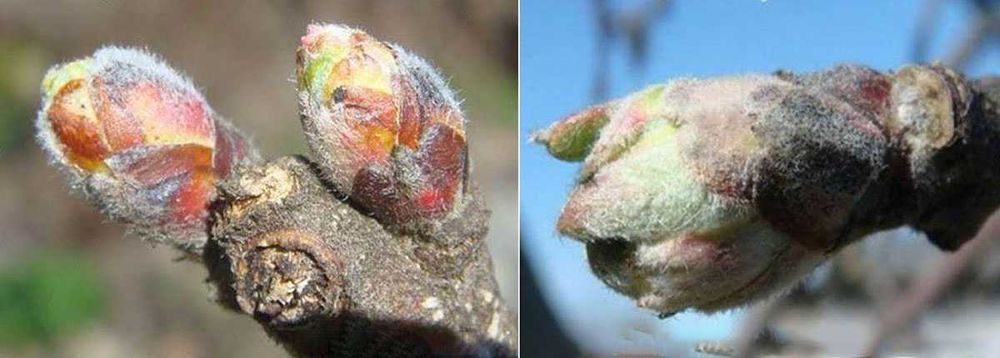 Осенняя обработка деревьев сада