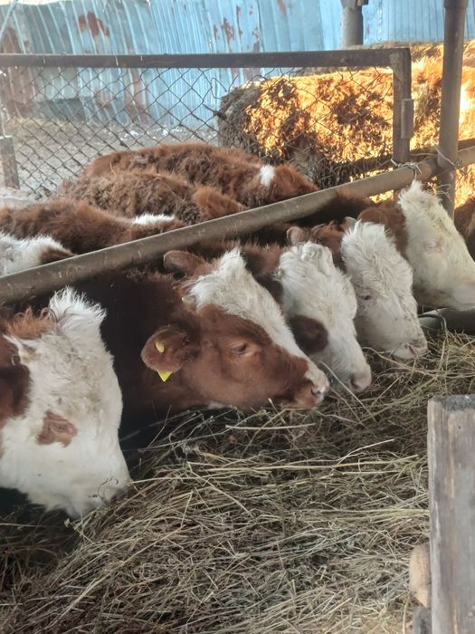 Продам бычков сементалы