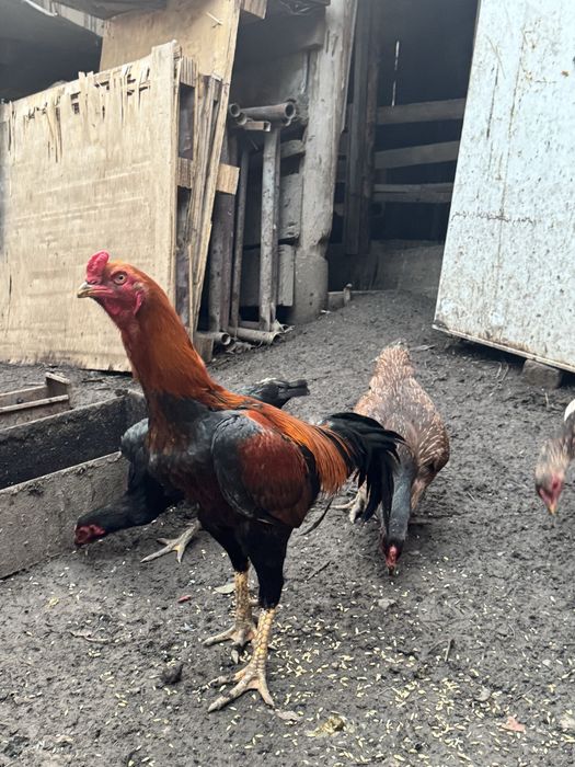 Продам семейку даканов