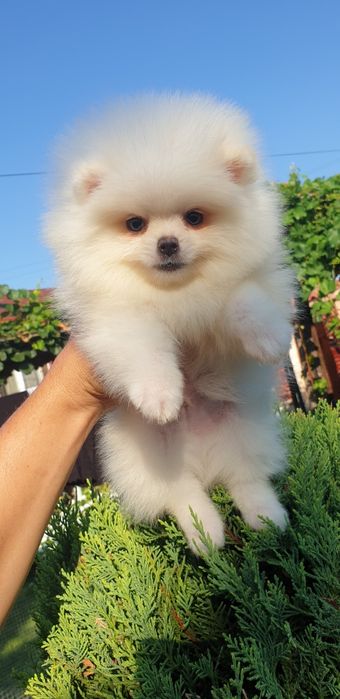 Померан померанче