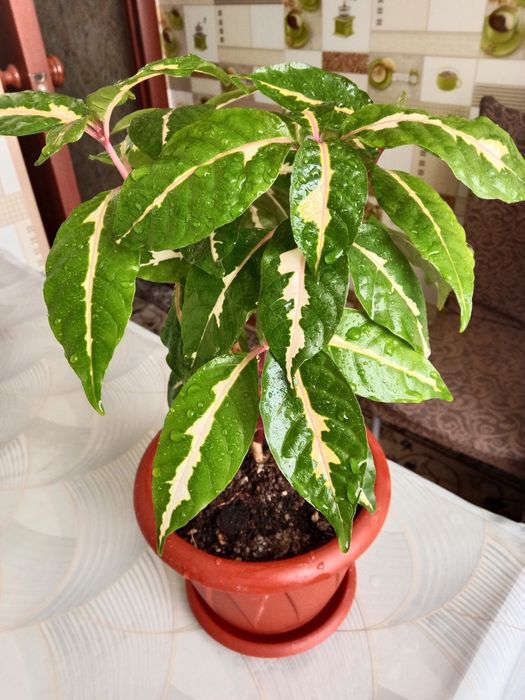 Граптофиллум расписной