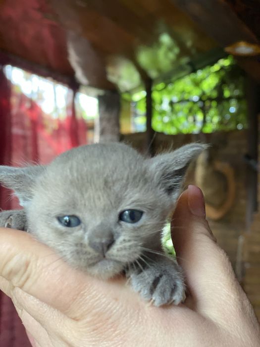 Бурманские котята