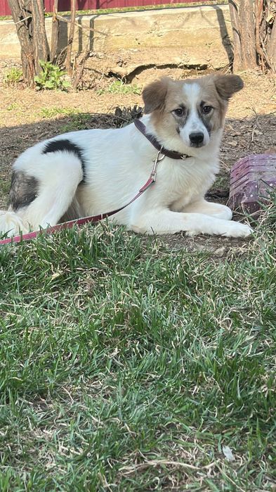 Очень добрые собачки