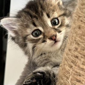 Котята полубританцы