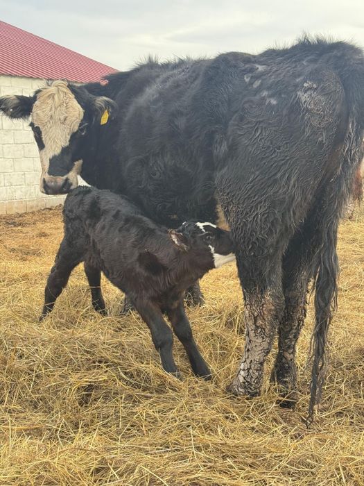 КРС Үш бас сиыр бұзаумен сатылады.