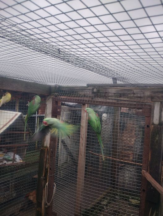 Продават се папагали