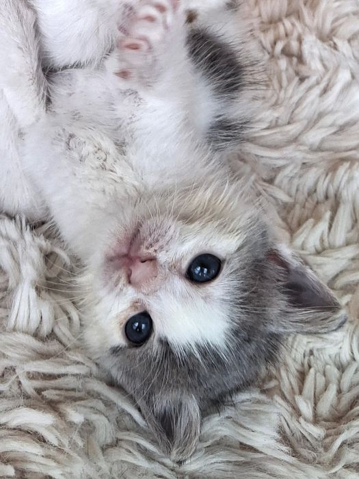 Котенца търсят дом-Варна