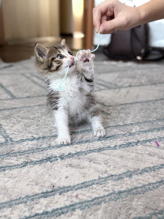 Отдам котенка в добрые руки