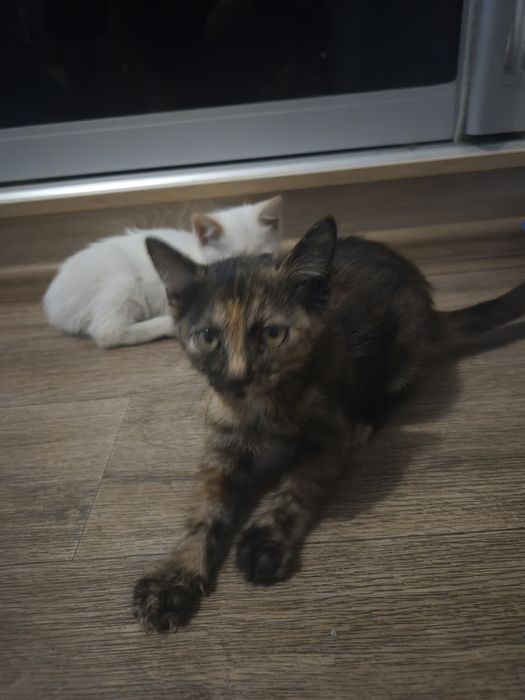 Отдаются милые котята в добрые руки