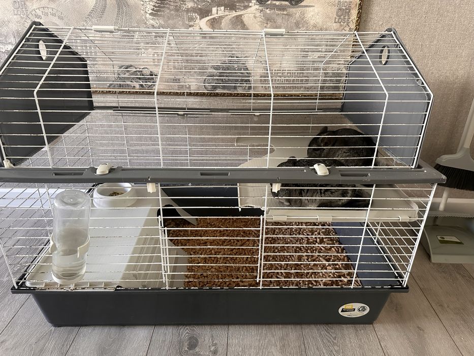 Продам шиншилл мальчика и девочку ( 1,5 года)