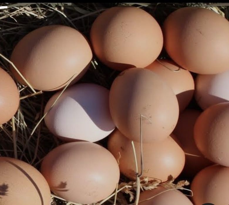 Продам момашние яйца 80 т
