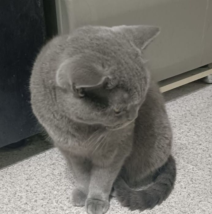 Кошечка породистая отдам