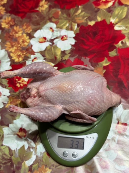 Продаю мясо домашней перепелки