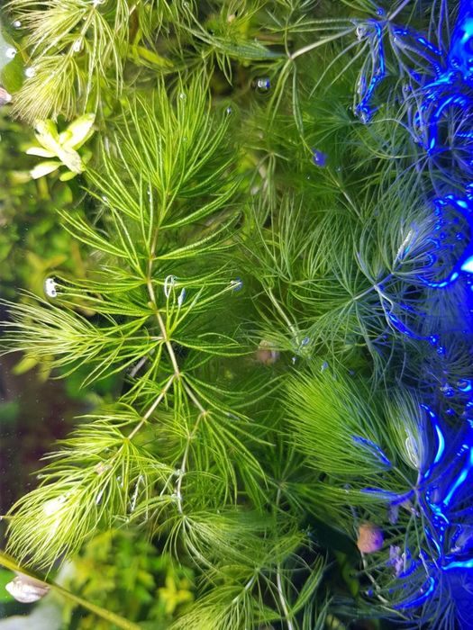 Роголистник ёлочка