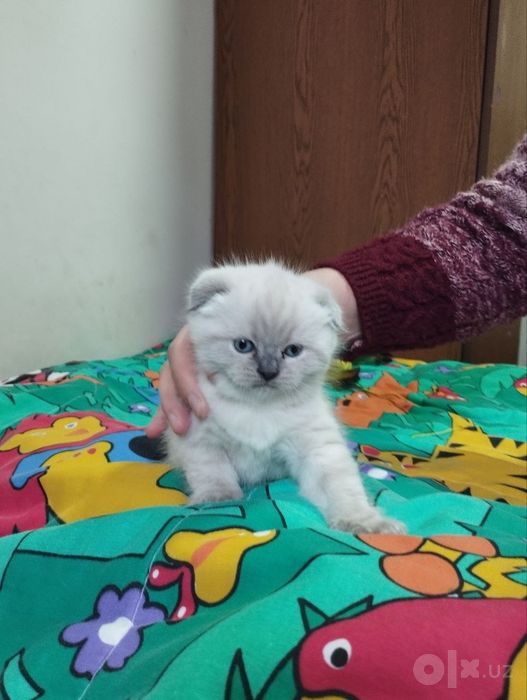 Бронь котят от скотиш фолд и скотиш страйт