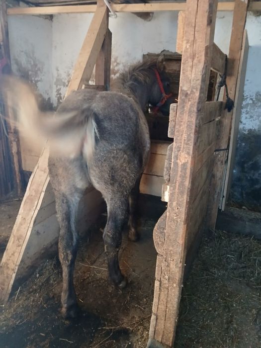 De vinzare minzucă