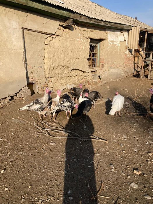 Продам индюков молодых