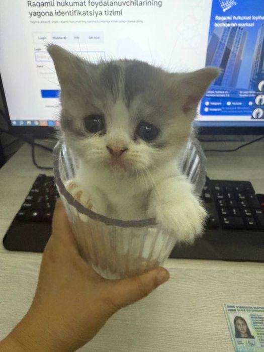 Продаётся кошки 1,5 месяц