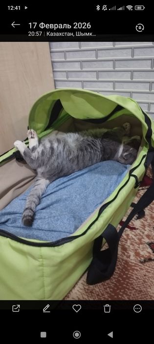 Продается кошка веслоухая