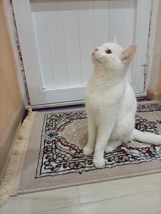 Породистым кошка продается