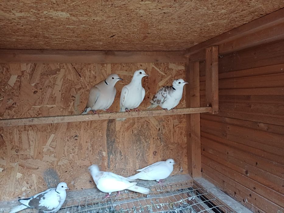 Turturele râzatoare