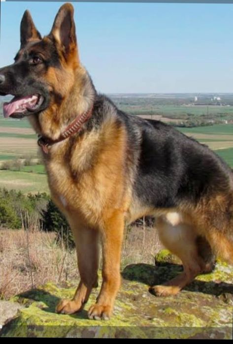 Продам собака овчарка