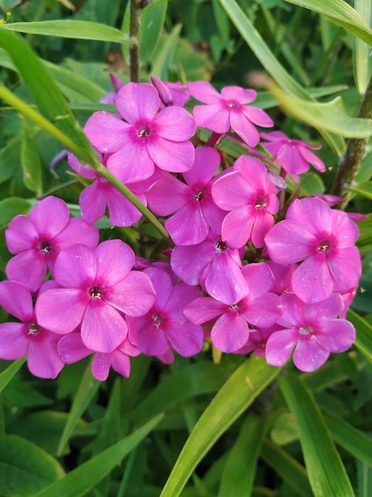 Флоксы многолетние, метельчатые