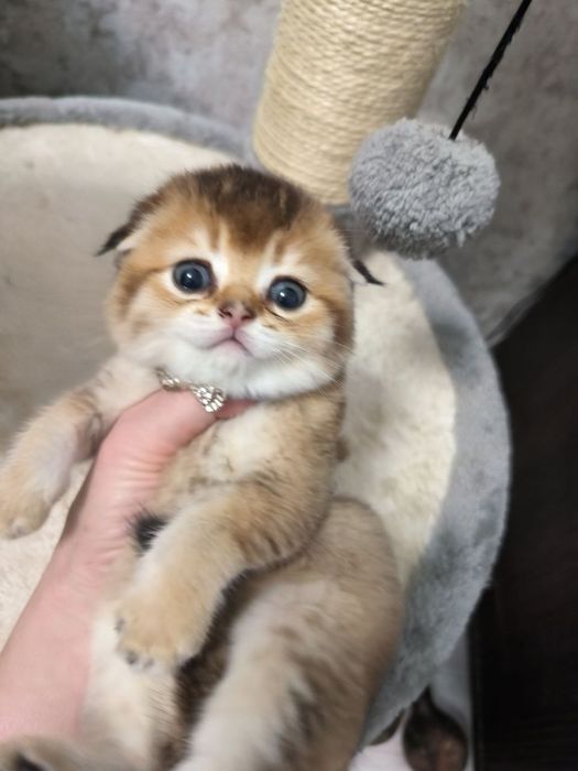 Котята от правильной вязки