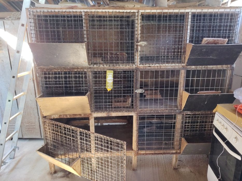 Canari de vînzare agat pe rosu