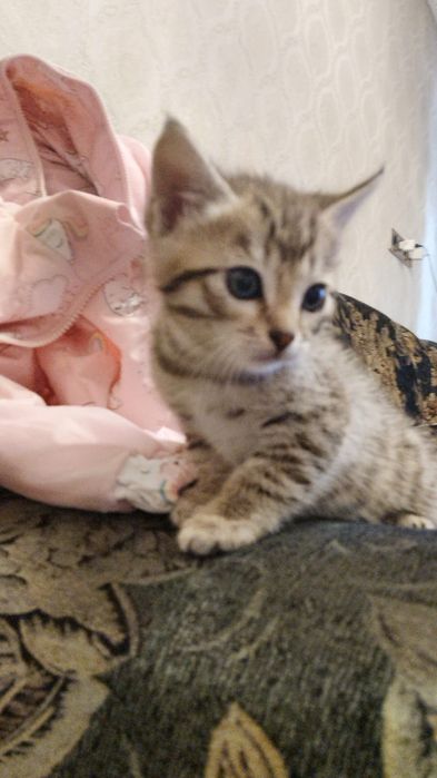 Котята в хорошие руки