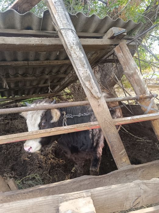 Продам двух коз молодые