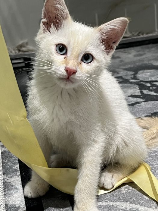 Котенок в добрые руки