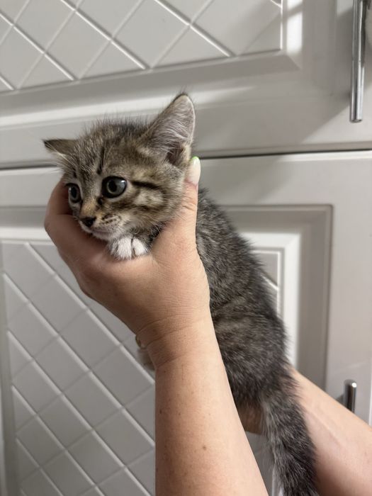 котенок девочка!