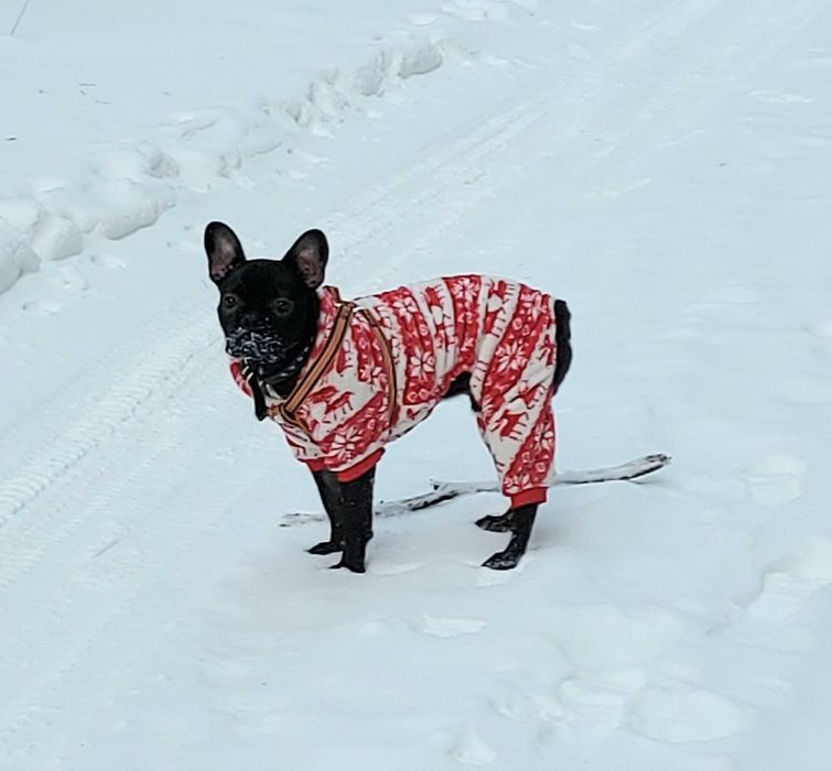 Комбинезон для собак. ХXL. Пенка.