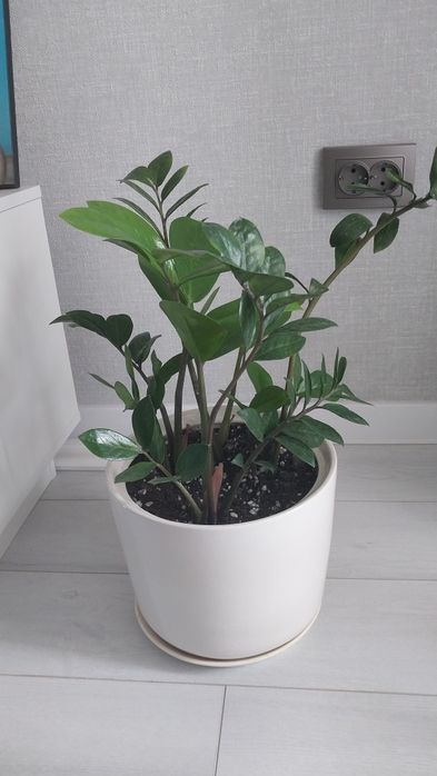 Продам комнатные  цветы.