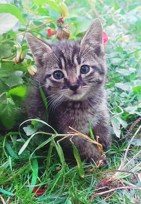 Котята ищут хозяина