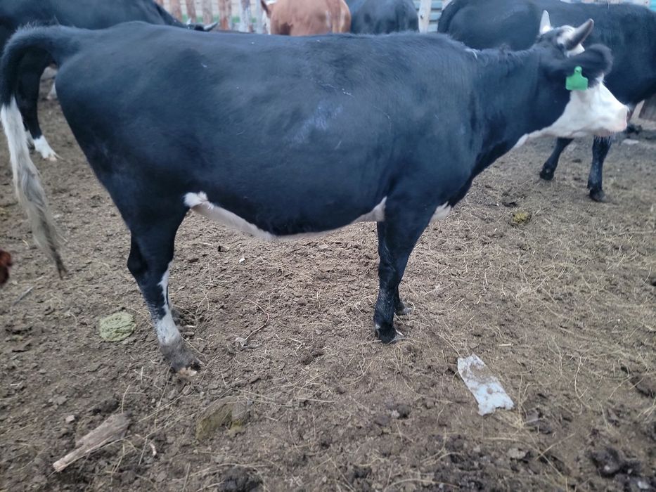 Продам тёлок 8 голов