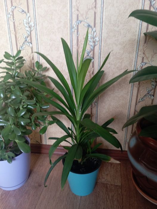 Финиковая пальма.