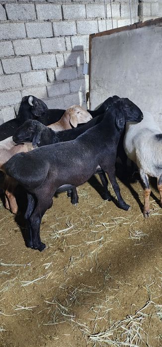 Srochna sotiladi