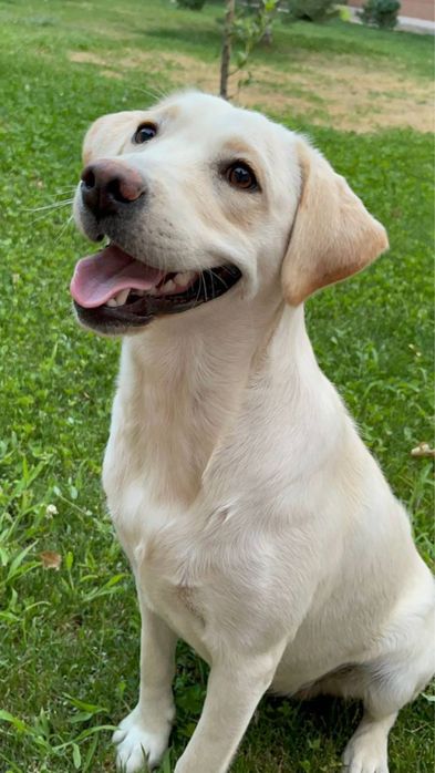 Лабрадор ретривер