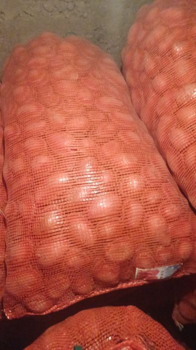 Семенная картошка