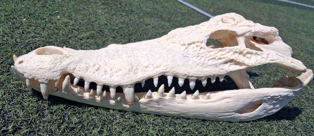 Последна оферта! Челюст КРОКОДИЛ с Документ за притежание по CITES