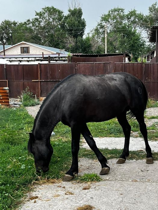 Продаётся жеребец 5 лет  на откорме 2 месяца