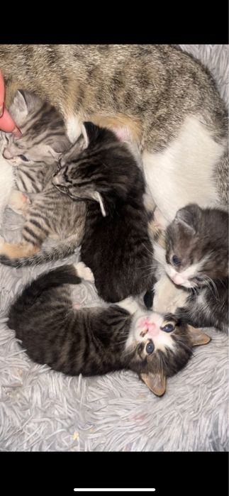 Котята бесплатно