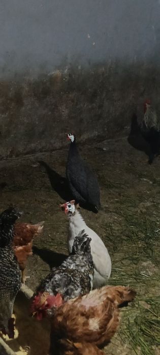 Vând bibilici pui și mature